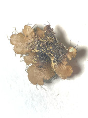 Parmotrema hypoleucinum