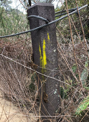 Parmotrema hypoleucinum