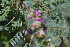Astragalus tmoleus