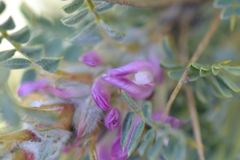Astragalus tmoleus