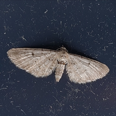 Eupithecia intricata