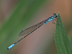 Acanthagrion quadratum