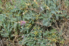 Astragalus tmoleus