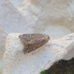 Mesoligia furuncula