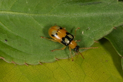Lema biannularis
