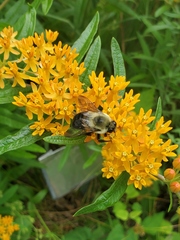 Bombus griseocollis