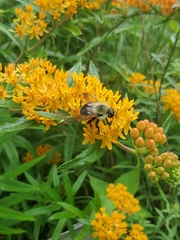 Bombus griseocollis