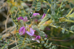 Astragalus tmoleus
