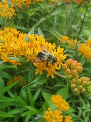 Bombus griseocollis