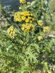 Tanacetum vulgare