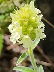 Sideritis hyssopifolia