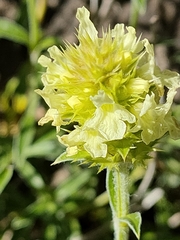 Sideritis hyssopifolia