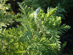 Artemisia afra