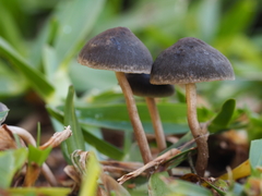Panaeolus fimicola