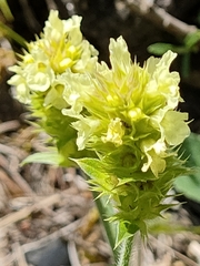 Sideritis hyssopifolia