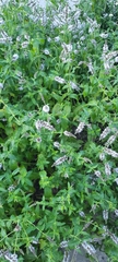 Mentha longifolia