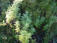 Artemisia afra