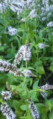 Mentha longifolia