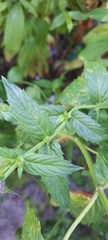 Mentha longifolia