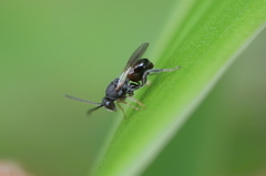 Liopteridae