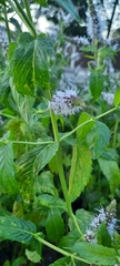 Mentha longifolia