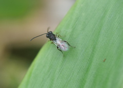 Liopteridae