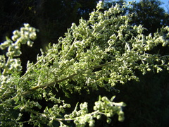 Artemisia afra