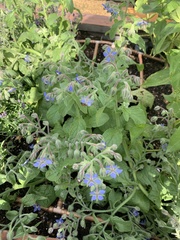 Borago
