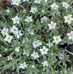 Euploca confertifolia