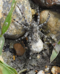 Pardosa mercurialis