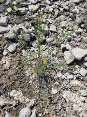 Xanthisma spinulosum pinnatifida
