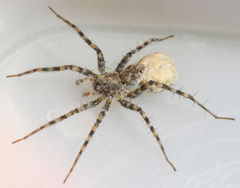 Pardosa mercurialis