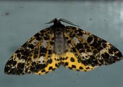 Arichanna sparsa