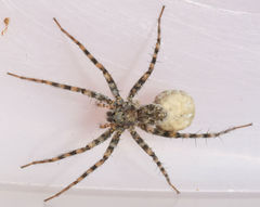 Pardosa mercurialis