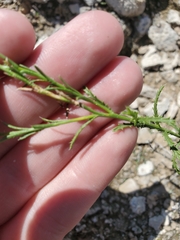 Xanthisma spinulosum pinnatifida