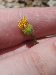 Xanthisma spinulosum pinnatifida
