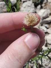 Xanthisma spinulosum pinnatifida