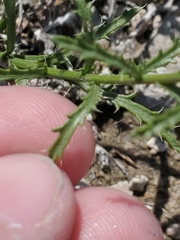 Xanthisma spinulosum pinnatifida