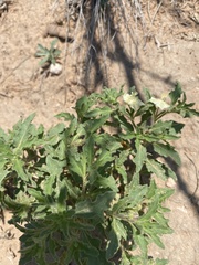 Chamaesaracha sordida