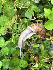 Helix pomatia