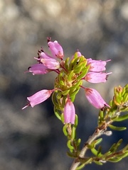 Erica anguliger