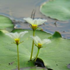 Nymphoides