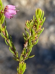 Erica anguliger