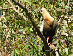 Theristicus caudatus