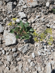 Eriogonum gypsophilum