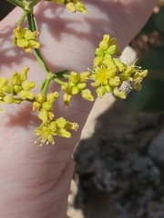 Eriogonum gypsophilum