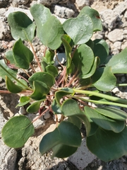 Eriogonum gypsophilum