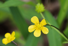 Ranunculus hispidus nitidus