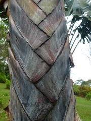 Dypsis decaryi
