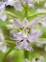 Platanthera shriveri